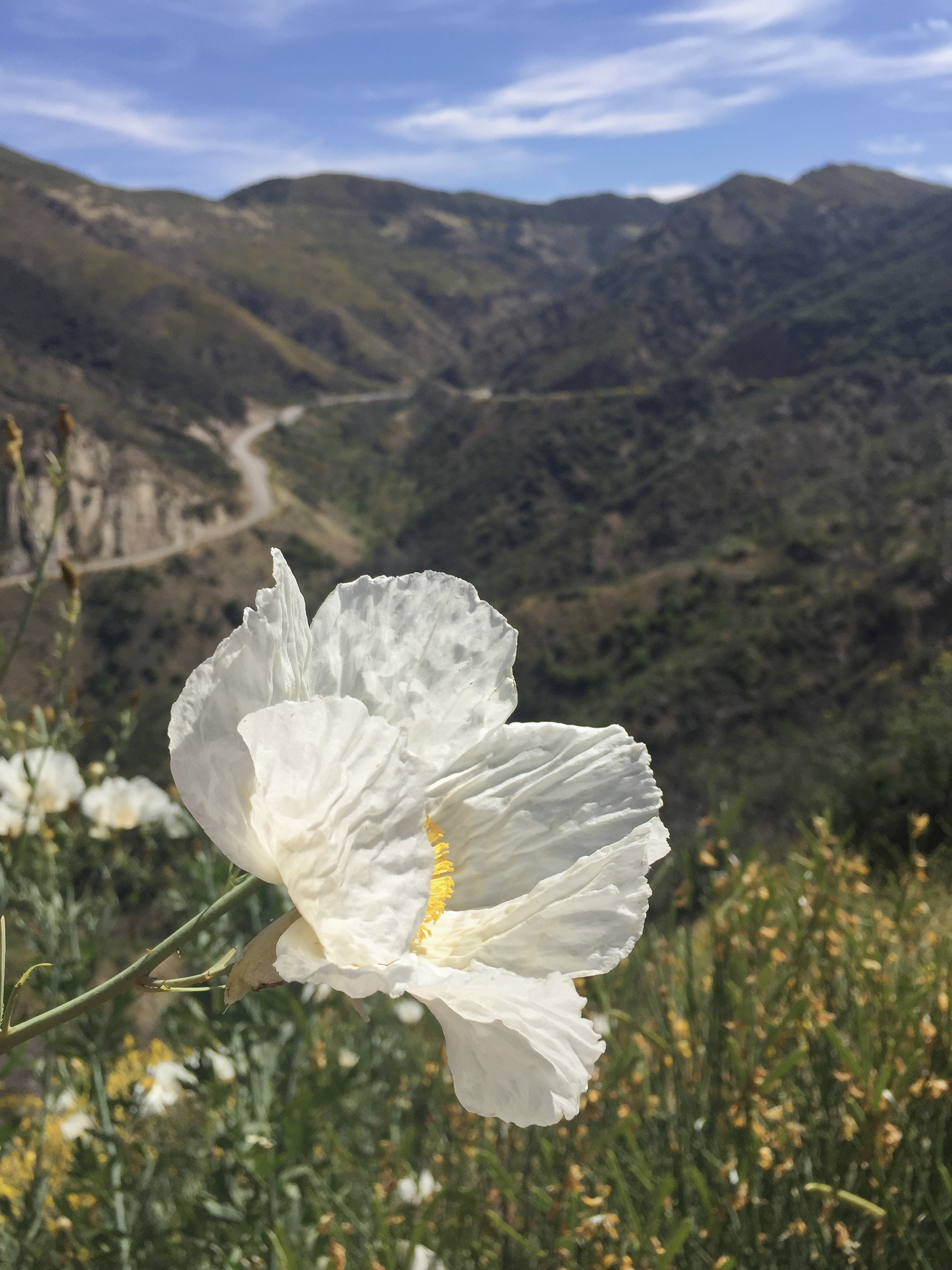 Matilija Poppies along Highway 33 near Ojai, California 